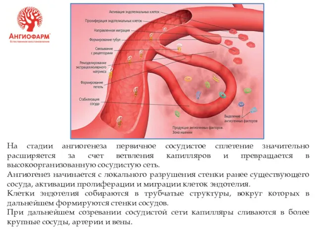 На стадии ангиогенеза первичное сосудистое сплетение значительно расширяется за счет