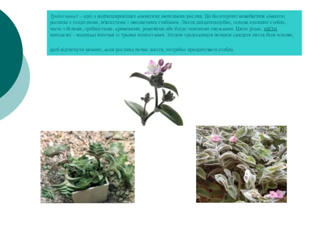 Традесканції – одні з найпоширеніших кімнатних ампельних рослин. Це багаторічні