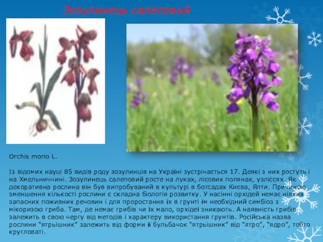 Зозулинець салеповий Orchis morio L. Із відомих науці 85 видів