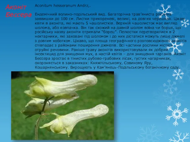 Аконіт Бессера Aconitum hesseranum Andrz,. Ендемічний волино-подільський вид. Багаторічна трав’яниста