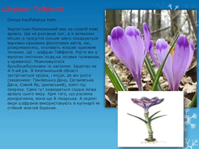 Шафран Гейфелів Crocus heuffelianus Herb. Карпатсько-балканський вид на східній межі