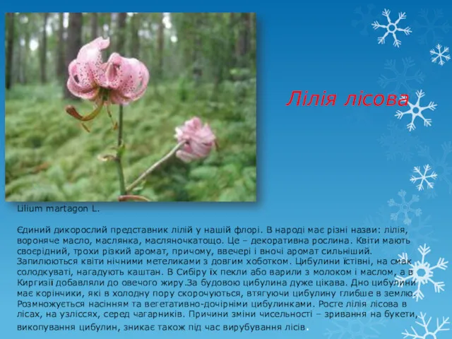 Лілія лісова Lilium martagon L. Єдиний дикорослий представник лілій у