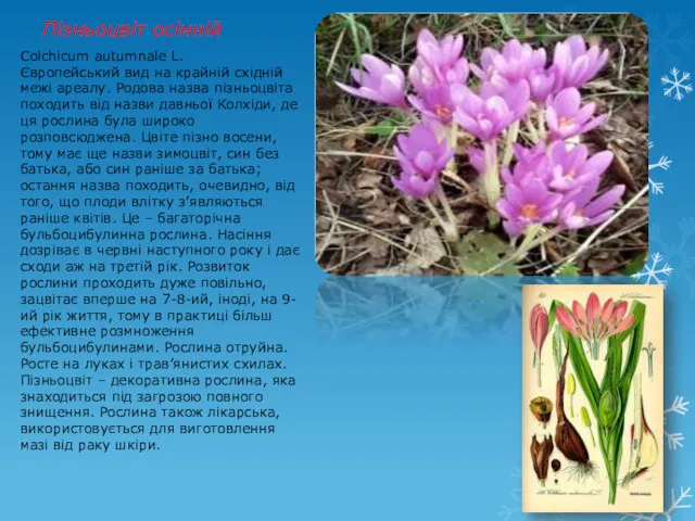 Пізньоцвіт осінній Colchicum autumnale L. Європейський вид на крайній східній