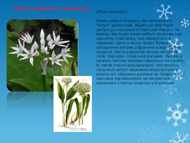 Цибуля ведмежа (черемша) Allium ursinum L. Назва цибулі походить від