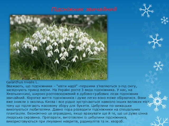 Підсніжник звичайний Galanthus nivalis L. Вважають, що підсніжники – “квіти