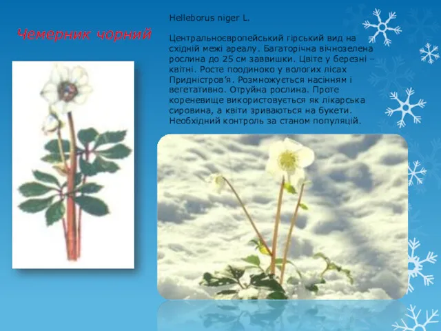 Чемерник чорний Helleborus niger L. Центральноєвропейський гірський вид на східній