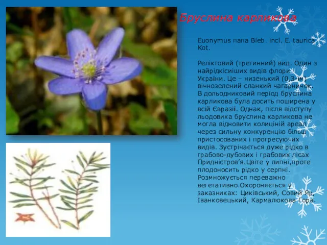 Бруслина карликова Euonymus папа Bleb. incl. E. taurica Kot. Реліктовий