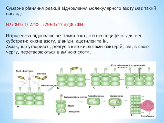 Сумарне рівняння реакції відновлення молекулярного азоту має такий вигляд: N2+3H2+12 ATФ →2NH3+12 AДФ