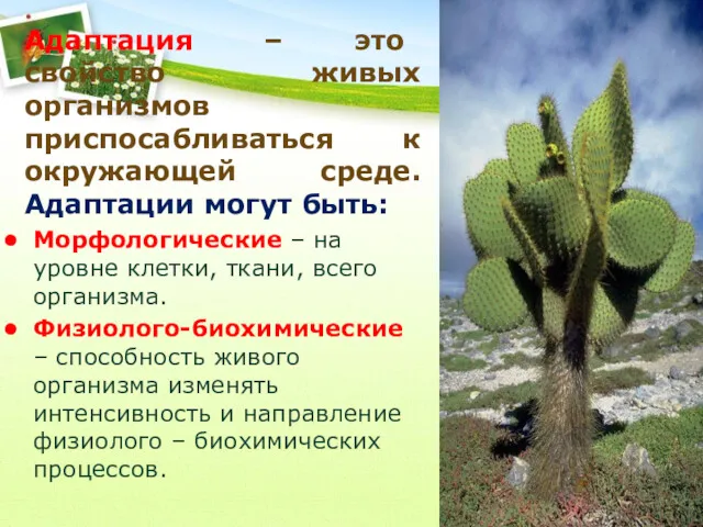 Адаптация – это свойство живых организмов приспосабливаться к окружающей среде.