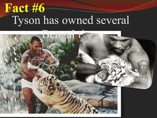 Fact #6 Tyson has owned several Bengal tigers