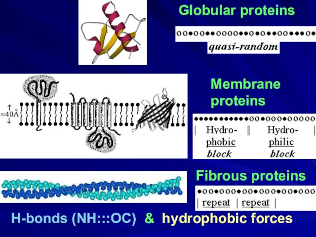 Globular proteins Fibrous proteins H-bonds (NH:::OC) & hydrophobic forces Membrane proteins