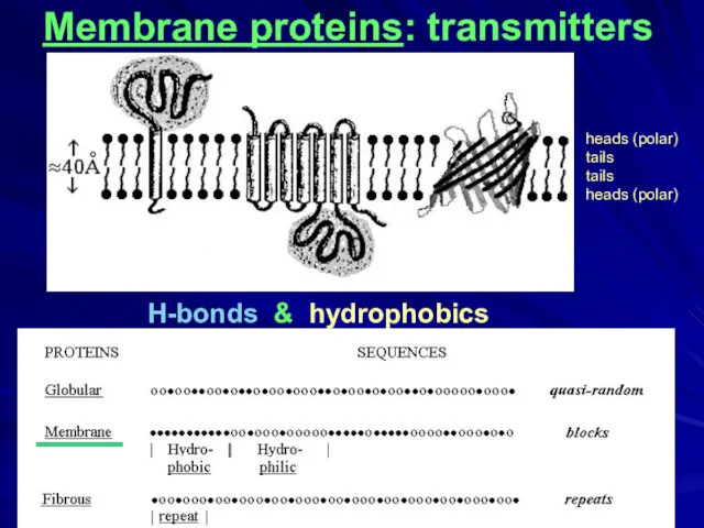 H-bonds & hydrophobics Membrane proteins: transmitters ____ heads (polar) tails tails heads (polar)