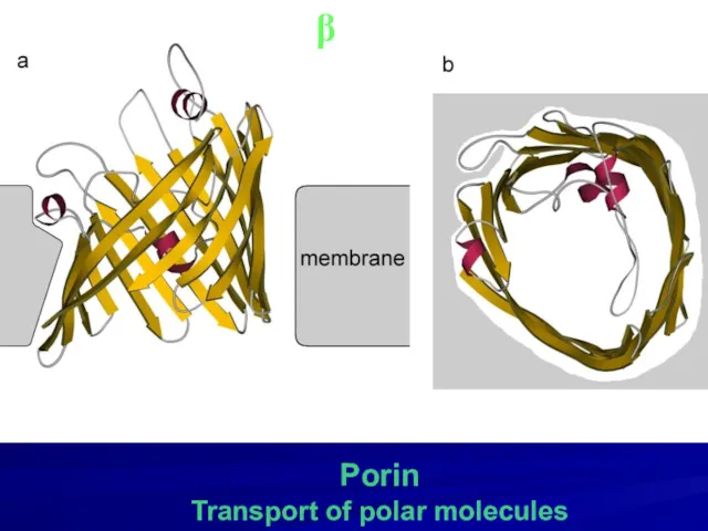 Porin Transport of polar molecules β