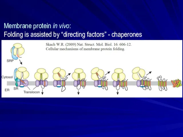 Membrane protein in vivo: Folding is assisted by “directing factors” - chaperones