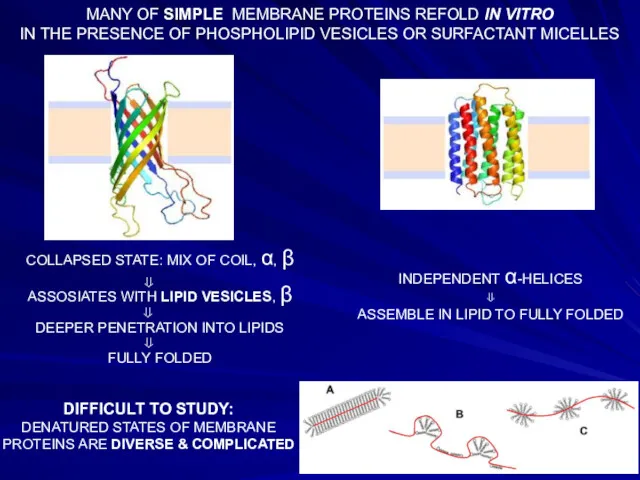 MANY OF SIMPLE MEMBRANE PROTEINS REFOLD IN VITRO IN THE