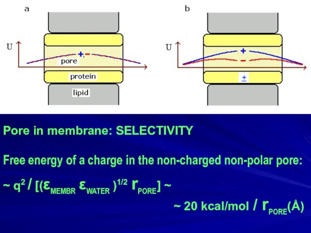 Pore in membrane: SELECTIVITY Free energy of a charge in