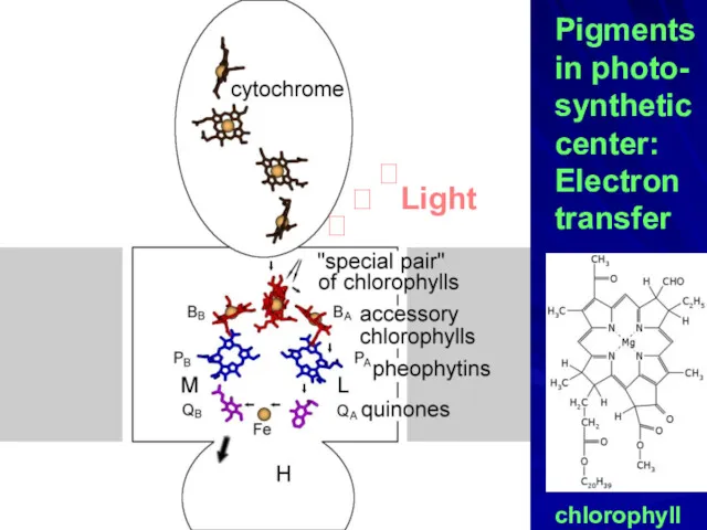 Pigments in photo- synthetic center: Electron transfer chlorophyll ? ? Light ?