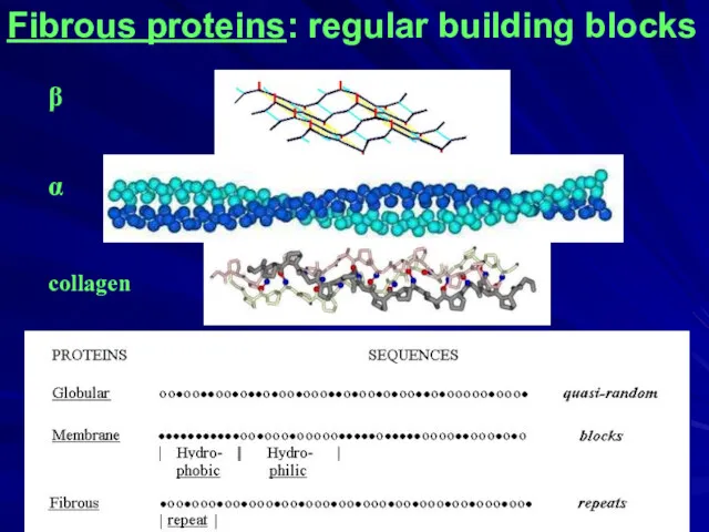 Fibrous proteins: regular building blocks β α collagen