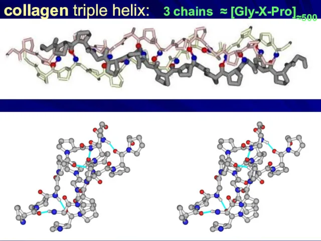 collagen triple helix: 3 chains ≈ [Gly-X-Pro]≈500