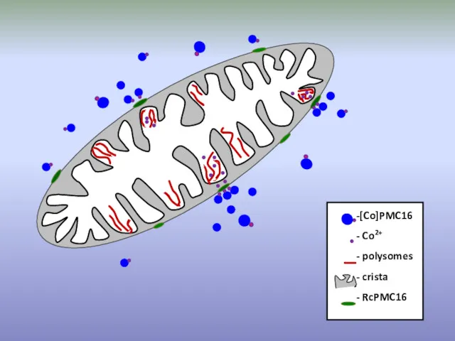 [Co]PMC16 Co2+ polysomes crista RcPMC16