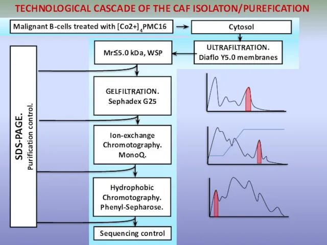 SDS-PAGE. Purification control. TECHNOLOGICAL CASCADE OF THE CAF ISOLATON/PUREFICATION Malignant