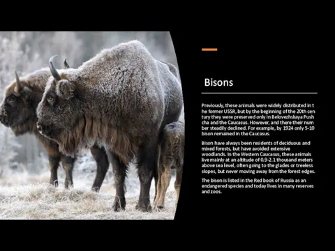 Bisons Previously, these animals were widely distributed in the former