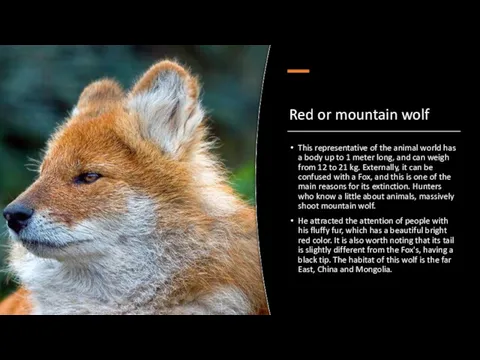 Red or mountain wolf This representative of the animal world