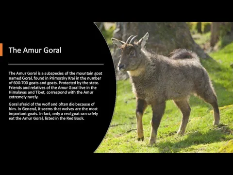 The Amur Goral The Amur Goral is a subspecies of