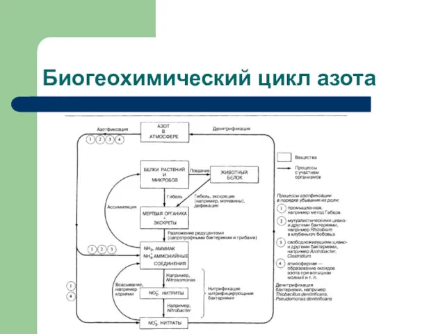 Биогеохимический цикл азота