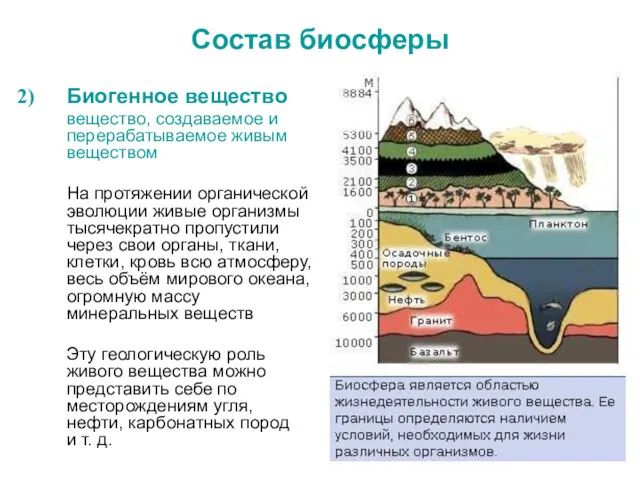 Состав биосферы Биогенное вещество вещество, создаваемое и перерабатываемое живым веществом