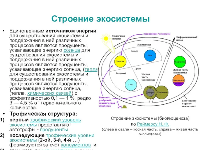 Строение экосистемы Единственным источником энергии для существования экосистемы и поддержания