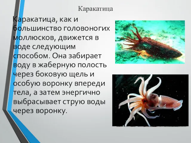 Каракатица Каракатица, как и большинство головоногих моллюсков, движется в воде следующим способом. Она