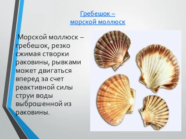 Гребешок – морской моллюск Морской моллюск – гребешок, резко сжимая створки раковины, рывками