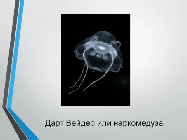 Медузы Дарт Вейдер или наркомедуза