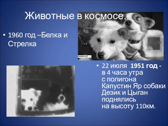 Животные в космосе. 1960 год –Белка и Стрелка 22 июля