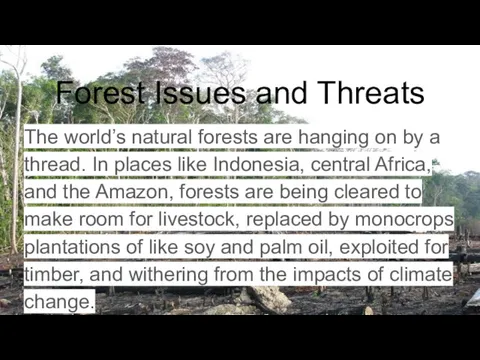 Forest Issues and Threats The world’s natural forests are hanging on by a