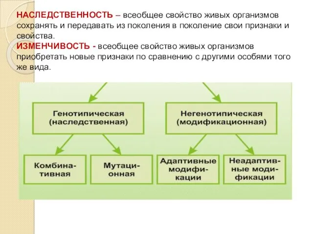 НАСЛЕДСТВЕННОСТЬ – всеобщее свойство живых организмов сохранять и передавать из