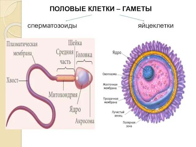 ПОЛОВЫЕ КЛЕТКИ – ГАМЕТЫ сперматозоиды яйцеклетки