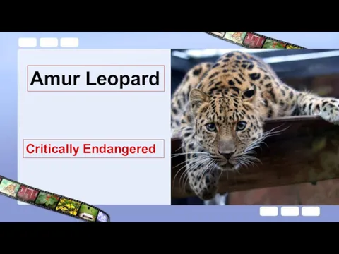 Amur Leopard Critically Endangered