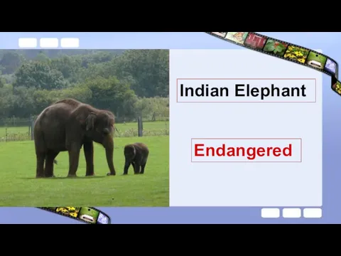 Indian Elephant Endangered