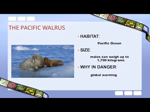 THE PACIFIC WALRUS HABITAT: Pacific Ocean SIZE: males can weigh