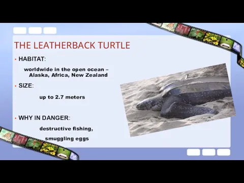 THE LEATHERBACK TURTLE HABITAT: worldwide in the open ocean –