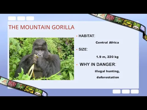 THE MOUNTAIN GORILLA HABITAT: Central Africa SIZE: 1.9 m, 220