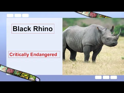 Black Rhino Critically Endangered