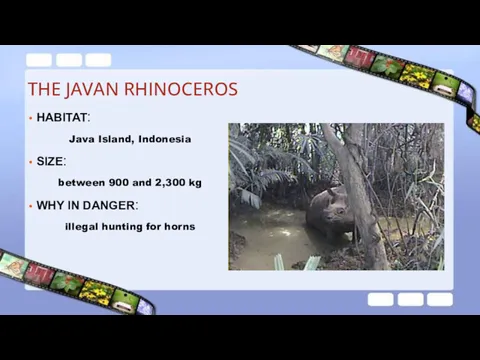 THE JAVAN RHINOCEROS HABITAT: Java Island, Indonesia SIZE: between 900