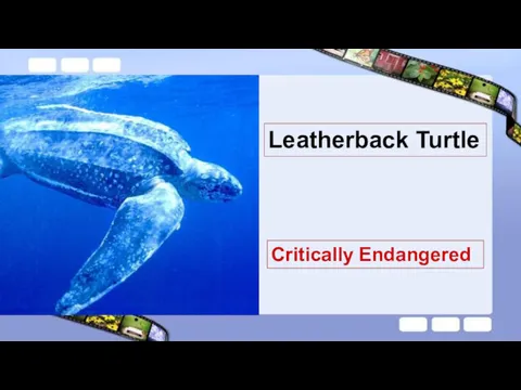 Critically Endangered Leatherback Turtle