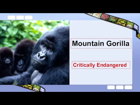 Mountain Gorilla Critically Endangered