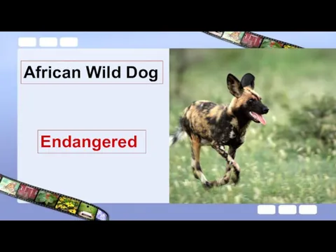 African Wild Dog Endangered