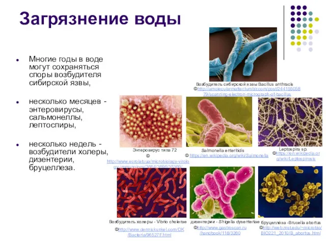 Загрязнение воды Многие годы в воде могут сохраняться споры возбудителя