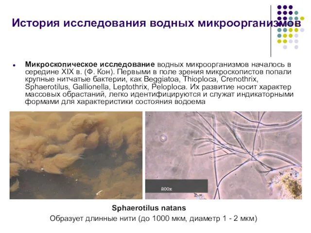 Микроскопическое исследование водных микроорганизмов началось в середине XIX в. (Ф.